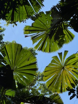 Jungle Expedition – Issue&nbsp;10