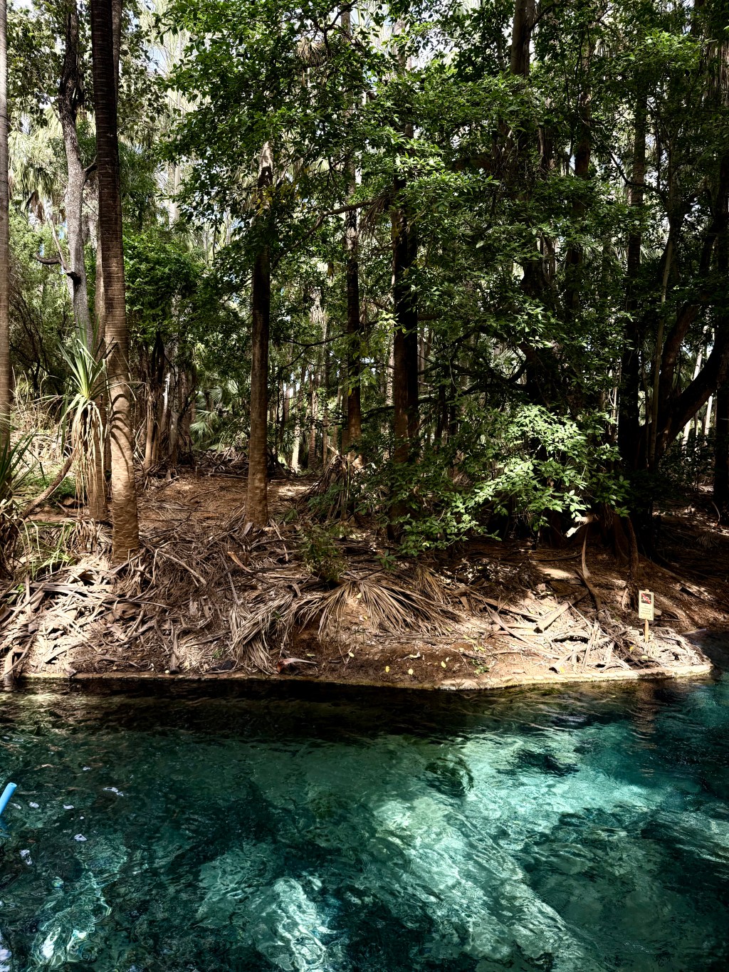 Mermaid Springs – Issue&nbsp;16